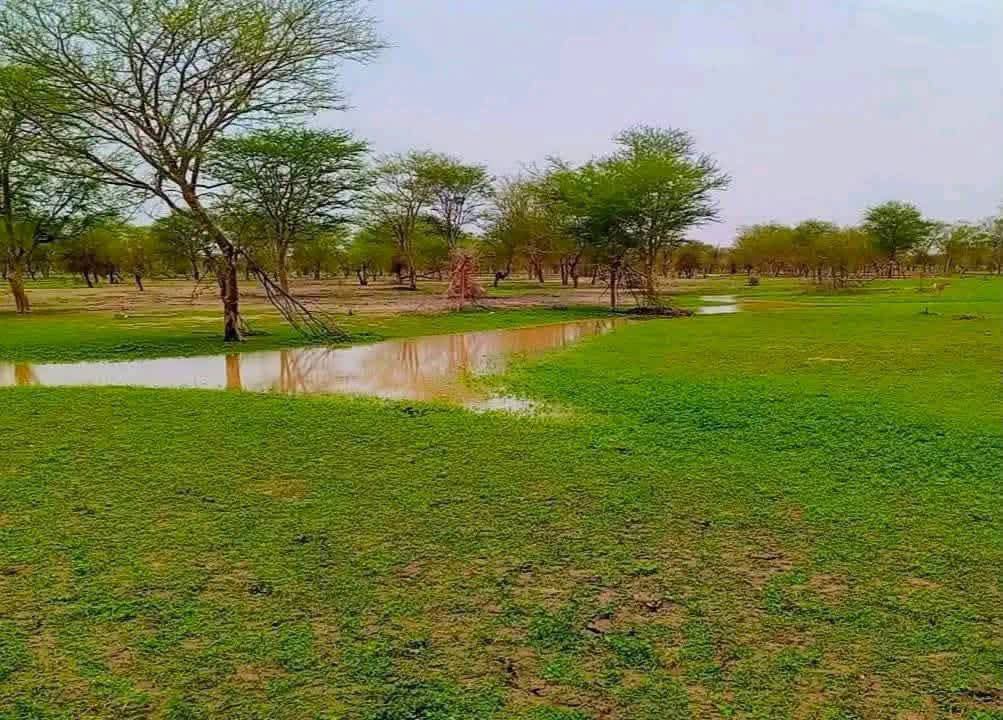 أمطار هامة في مناطق بولاية لعصابه ( تحت التحديث)